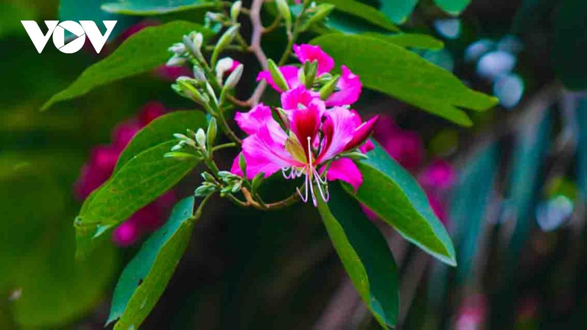 Streets of Hanoi welcome arrival of Hoa Ban blossoms